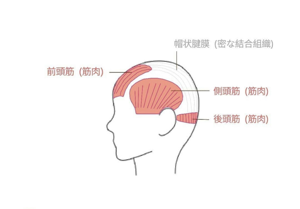 頭の筋肉を鍛えると得られる5つのアンチエイジング 銀座 美容室 Respia レスピア